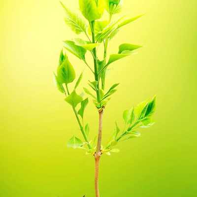 Market Analysis of Organic Fertilizers in India